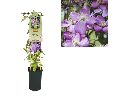 Clematis montana van Gogh im Topf