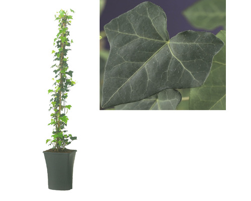 Plante de lierre en pot avec gros plan d''une feuille