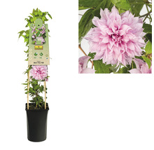 Grossblumige Waldrebe Clematis Hybride 'Multi Pink' H 50-70 cm Co 2,3 L-thumb-1