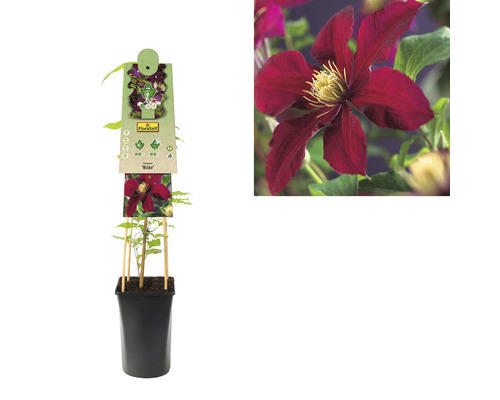 Clematis Pflanze im Topf mit Rankhilfe und Blüte als Nahaufnahme