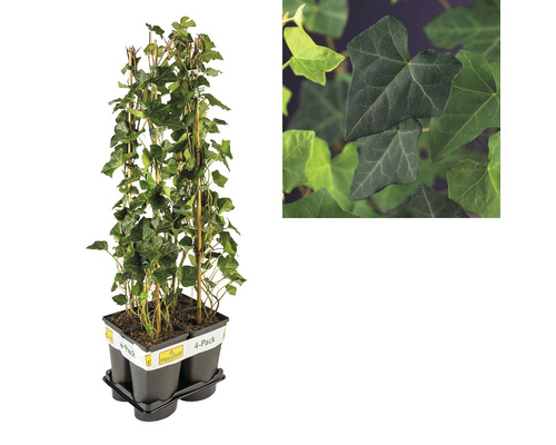 Lierre en pack de 4 avec support de treillis