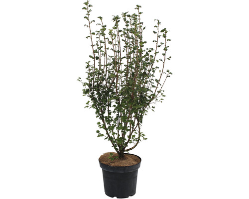 Johannisbeere Ribes alpinum Co7 H80-100