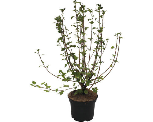 Johannisbeere Ribes alpinum Co3 H40-60