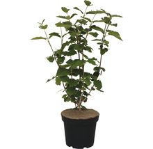 Actinidia-Arguta-Pflanze im Topf