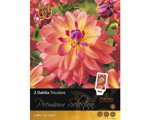 Bulbe de dahlias Premium 'Tricolore' 2 pièces