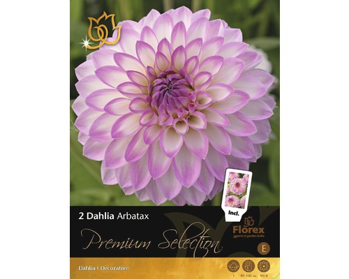 Bulbe de dahlias Premium 'Arbatax' 2 pièces