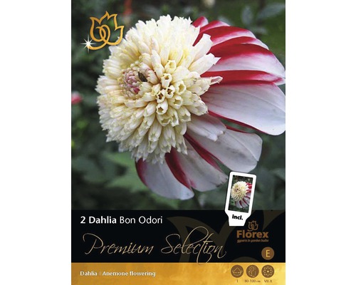 Bulbe de dahlias Premium 'Bon Odori' 2 pièces