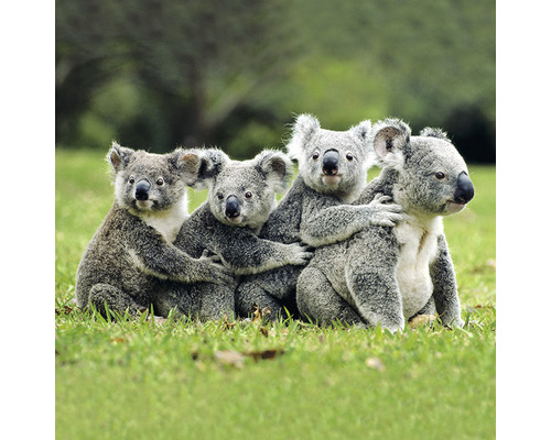 Postkarte Geo Koala-Gruppe 16,5x16,5 cm