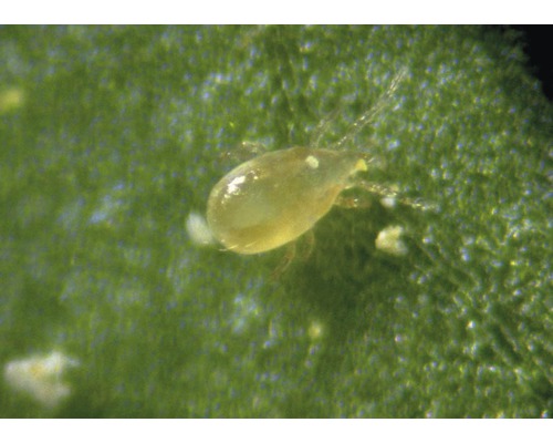 Gros plan d''un tétranyque tisserand sur une feuille de plante.