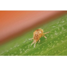 Phytoseiulus-Raubmilben 200 Stk
