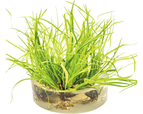 Plant de massette naine dans un récipient en verre