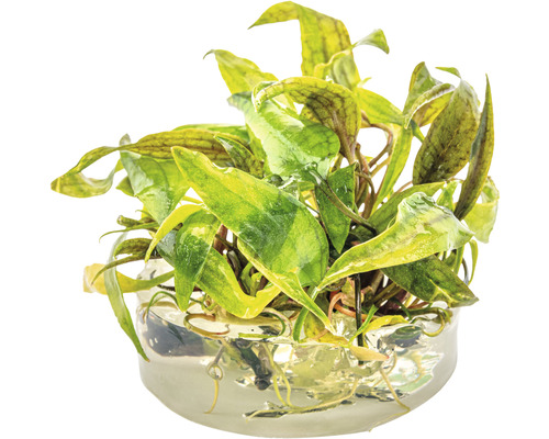 Aquariumpflanze im Glasgefäss