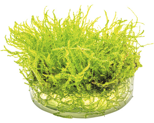 Plante d''aquarium dans un bol en verre