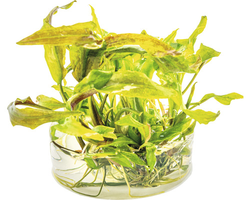 Plante d''aquarium dans un récipient en verre