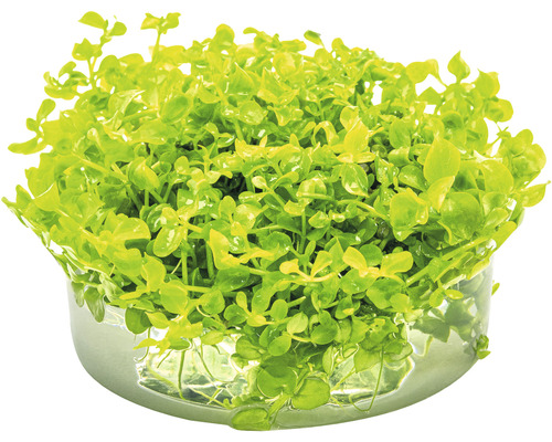 Plante Bacopa monnieri en pot