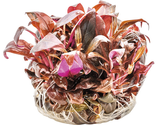 Plante aquatique avec des feuilles rouges