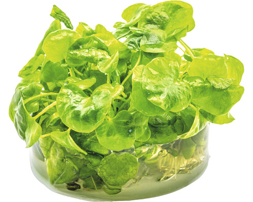 Cresson dans un verre d''eau