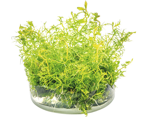 Pot avec mousse de source