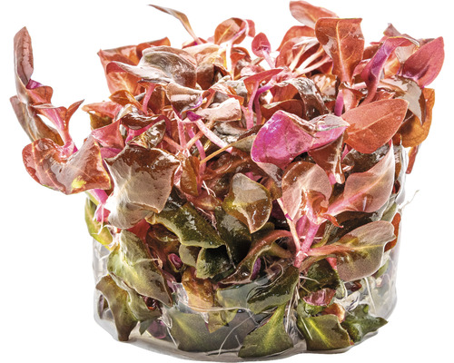 Ludwigia repens ''Rubin'' en pot pour aquariums