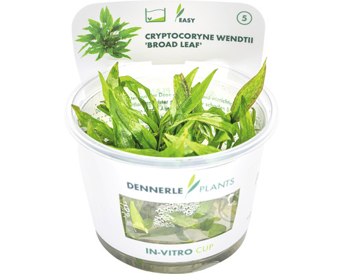 Breiblättriger Wendts Wasserkelch - Cryptocoryne wendtii Broad Leaf In-Vitro Cryptocoryne wendtii ''Broad Leaf'' im In-vitro-Cup für Aquarien