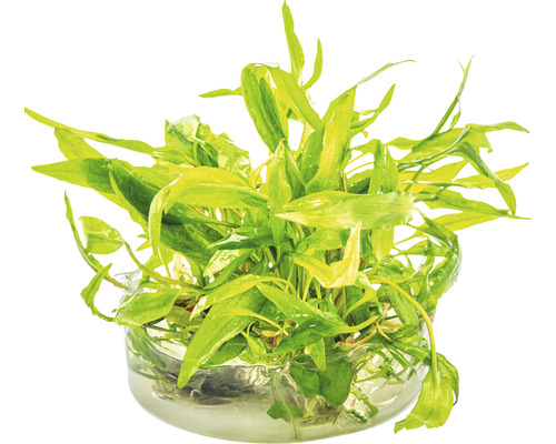 Plante d''aquarium dans un récipient en verre