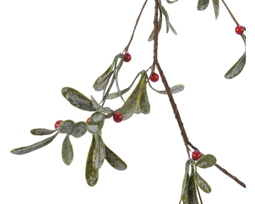 Branche de gui avec feuilles et baies