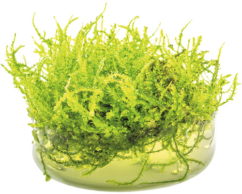 Mousse d''aquarium en récipient