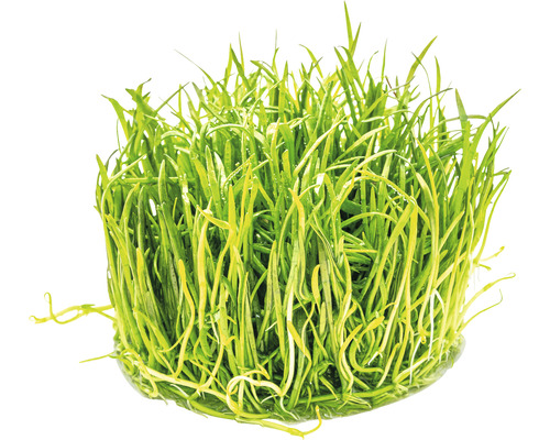 Touffe de plante d''aquarium verte
