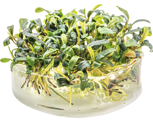 Bucephalandra calice d''eau en pot