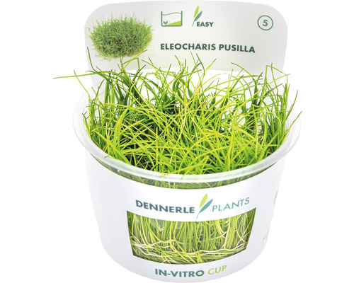 Zwergnadelsimse - Eleocharis pusilla In-Vitro Zwergnadelsimse - Eleocharis pusilla In-Vitro