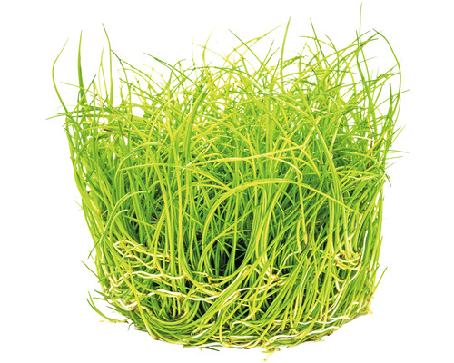 Schnittlauch Pflanze