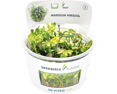 Marsilée naine Marsilée naine