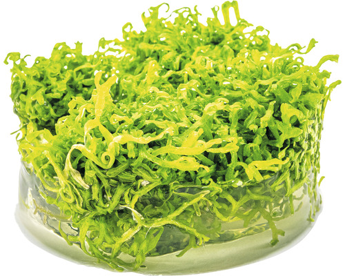 Aquarienpflanze in einem Behälter