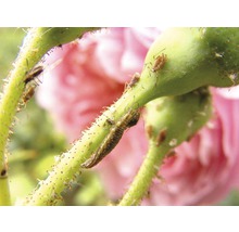 Florfliegenlarven 80 - 100 Stk.