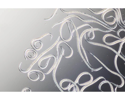 Nematoden zur Schädlingsbekämpfung