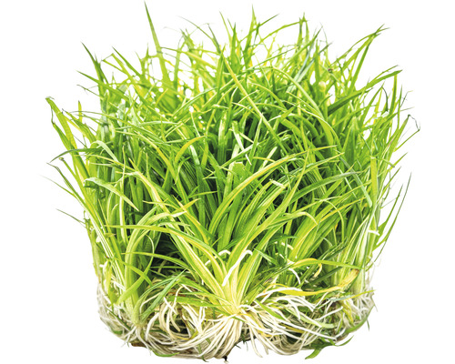 Aquariumpflanze Grasbüschel