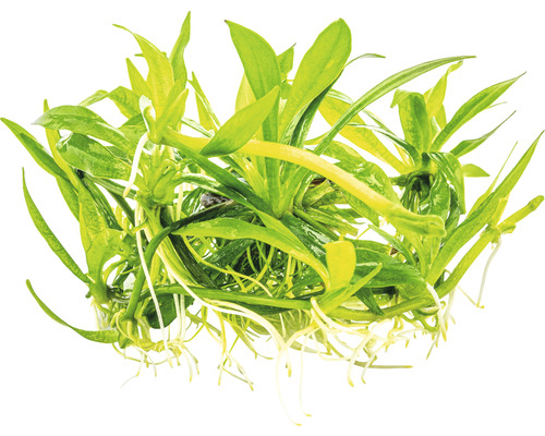 Plante d''aquarium avec des feuilles vertes et des racines blanches.