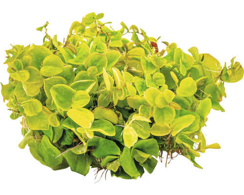 Aquariumpflanze mit runden Blättern