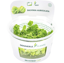 Salvinia auriculata Wasserpflanze im In-Vitro Becher