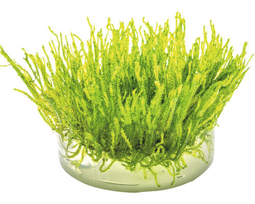 Mousse d''aquarium en pot