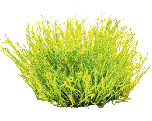 Touffe de mousse pour décoration