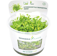 Hydrocotyle tripartita ''Mini'' Wasserpflanze im In-Vitro-Cup
