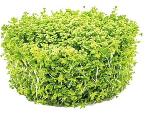 Plant en touffes d''hélanthème nain pour aquarium