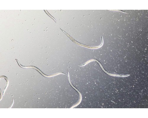 Lebende Nützlinge Carponem Nematoden 6-12 m2