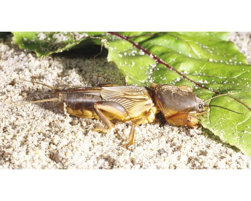 Maulwurfsgrille auf Erde mit Blatt