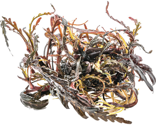 Plante aquatique à feuilles ondulées pour aquariums