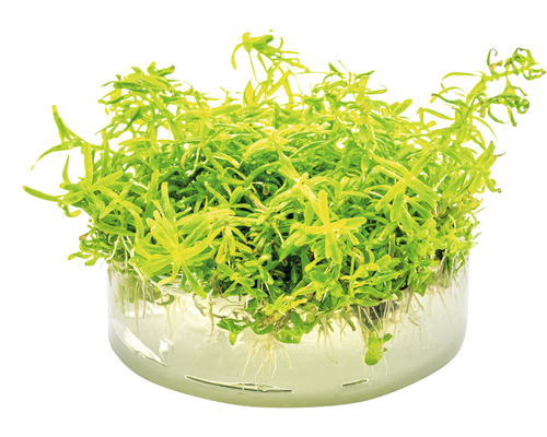 Wasserpest im Pflanzkorb für Aquarien