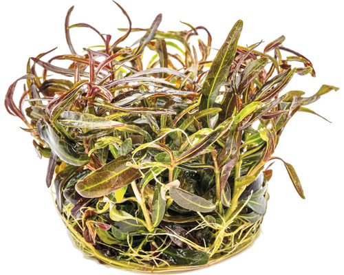 Pot avec plante aquatique