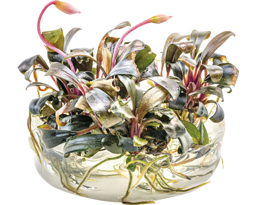 Plante aquatique Bucephalandra dans un récipient en verre