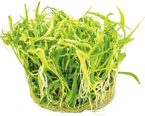 Aquariumpflanze im Topf